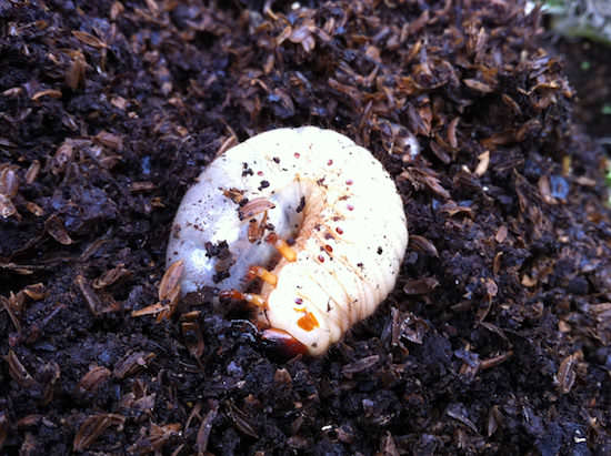 堆肥の中にいたカブトムシの幼虫