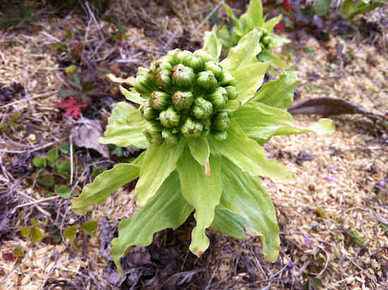 蕗の薹(花が咲く手前)