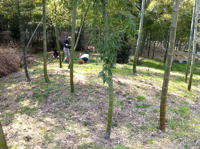 タケノコ畑(竹林)