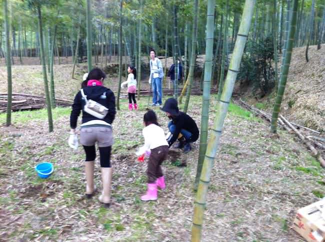 タケノコ掘り