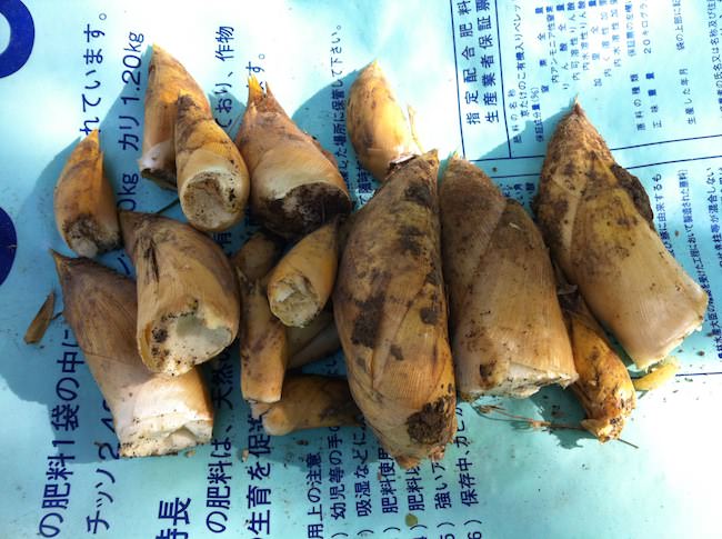 季節外れのタケノコ収穫
