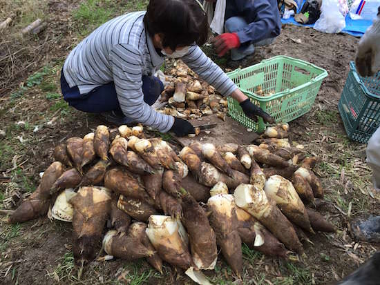 タケノコ掘り