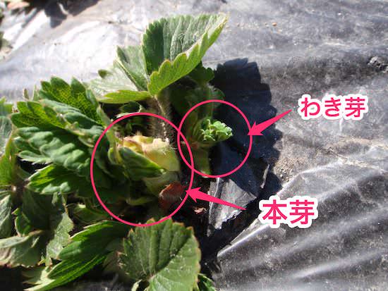 いちごの脇芽