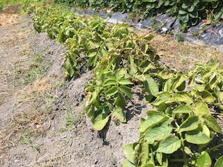 地上部が枯れたらジャガイモの収穫適期
