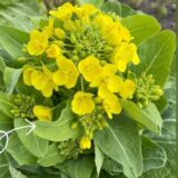 野菜のとう立ち(薹立ち・抽苔)について