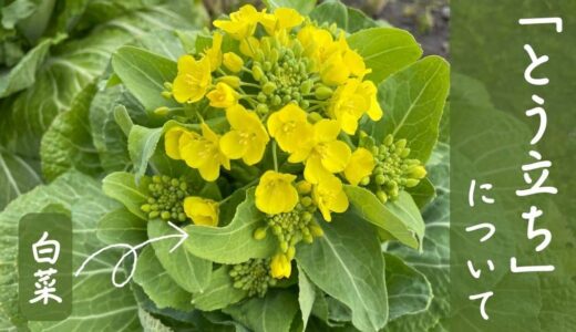 野菜のとう立ち（薹立ち・抽苔）について