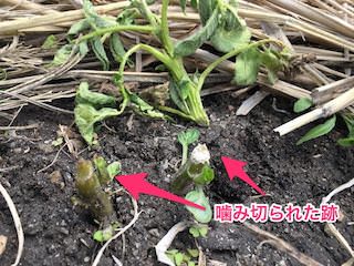 ネキリムシに噛み切られたジャガイモ苗