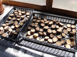 種芋