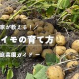 ジャガイモの育て方・栽培のコツ -家庭菜園ガイド-