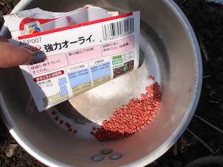 強力オーライの種