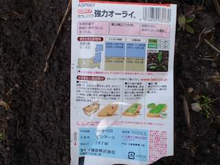 強力オーライの種