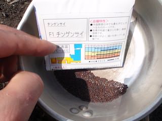 F1チンゲンサイ(国華園)の種