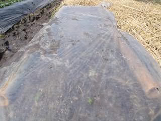 発芽後のナイロンマルチ