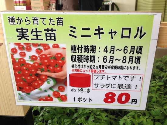 ミニキャロルの苗