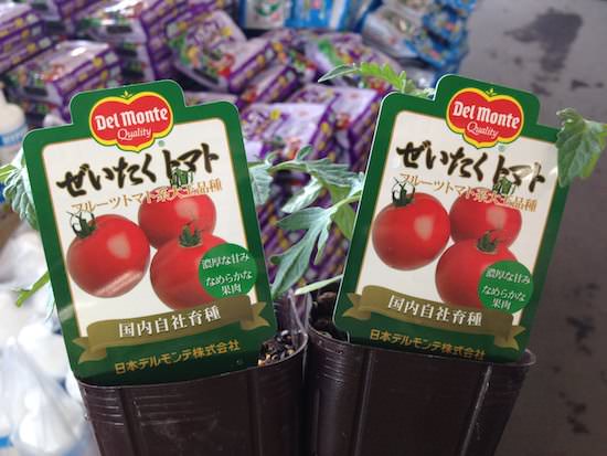 ぜいたくトマトの苗
