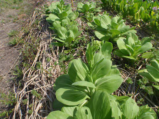 かぶ ほうれん草 チンゲン菜の収穫と反省もろもろ やまむファーム