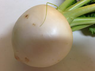 収穫したカブ