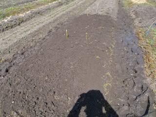 ジャガイモ植え付け用地