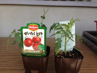 ぜいたくトマトのポット苗