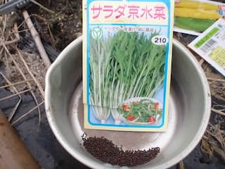 サラダ京水菜の種