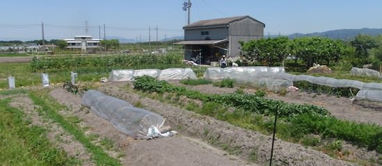 farm.jpg うちの畑