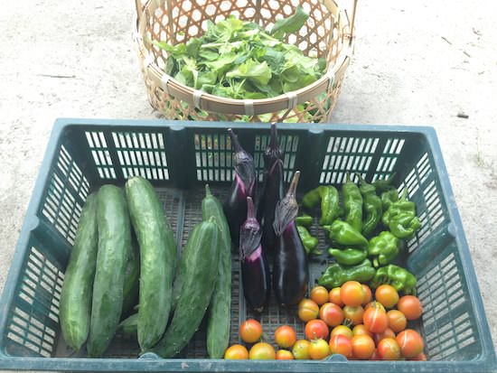夏野菜の収穫