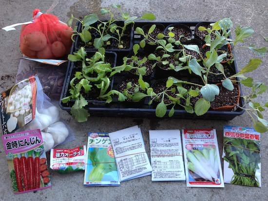 2013年秋冬野菜の植付け