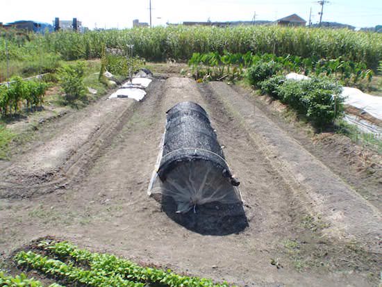 冬野菜の植付け地