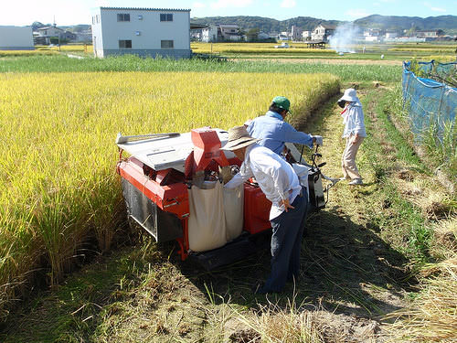 お米の収穫作業