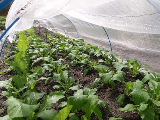 秋冬野菜の栽培