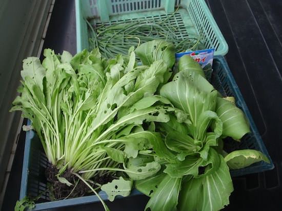 秋冬野菜の収穫