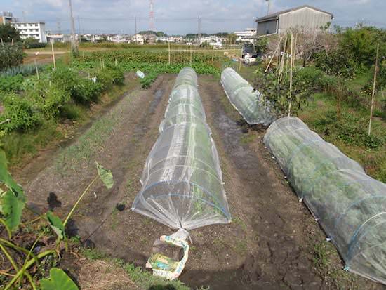 秋冬野菜の栽培中