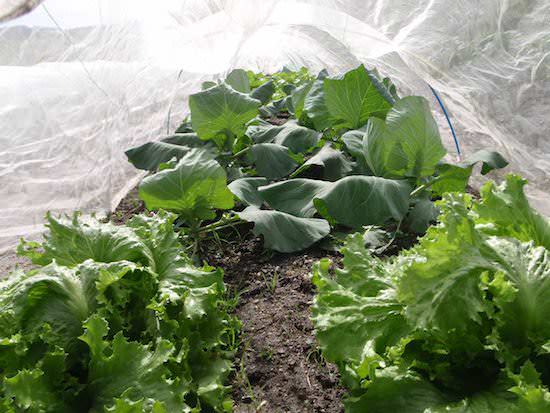 葉物野菜の栽培