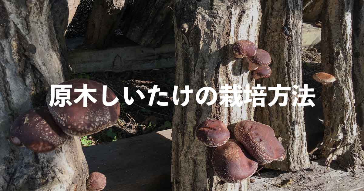 旧キノコ農園の山林を貸します。 - その他