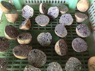 種芋の切断面に灰をまぶす