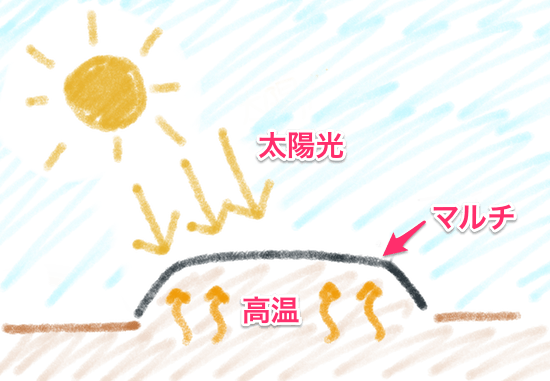太陽熱マルチ殺草処理（太陽熱土壌消毒）