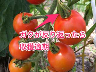 ガクが反り返ったらトマト収穫適期
