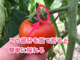 トマトの先端を指で折ると簡単に収穫できる