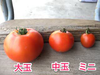大玉・中玉・ミニトマト