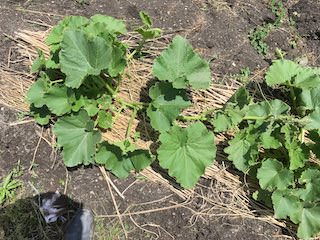 カボチャの畝に敷きワラマルチ
