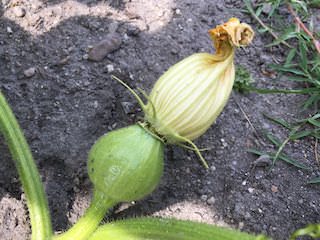 カボチャの雌花