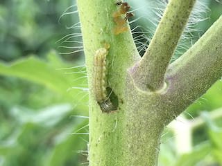 トマトの茎を食害するオオタバコガ