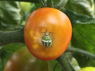 トマトを吸汁加害するカメムシ