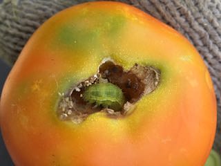 オオタバコガに食害されたトマト