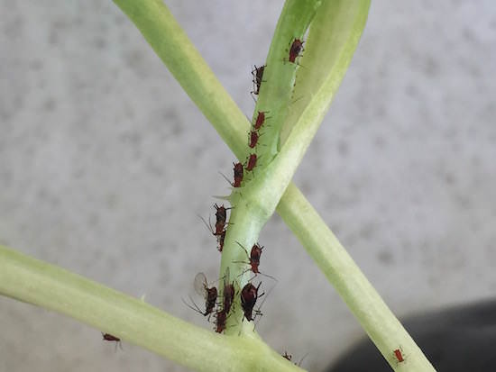 レタスの苗についたアブラムシ
