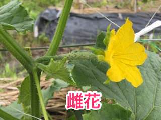 キュウリの雌花