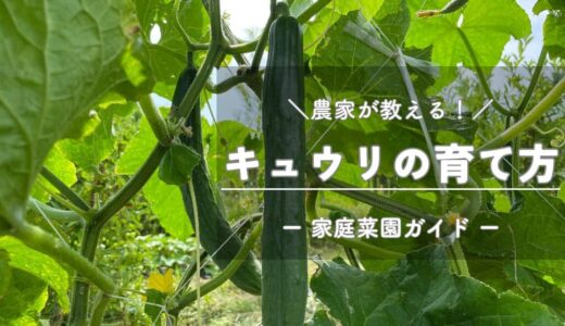 キュウリの育て方と栽培のコツ