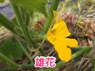 キュウリの雄花