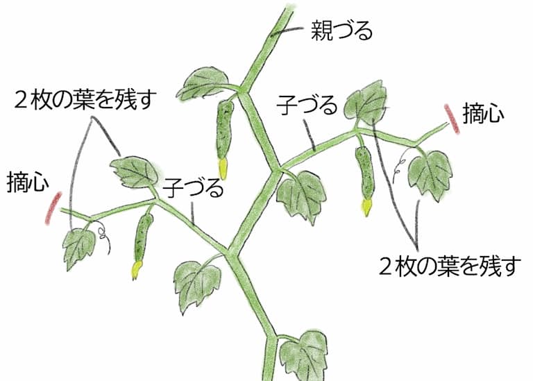キュウリ子づるの摘芯
