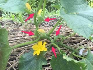 キュウリの5節〜8節までのわき芽・雌花は摘み取る